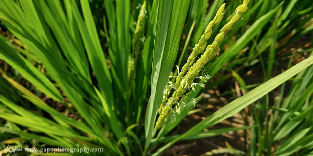 Indian farming culture