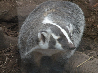 badger