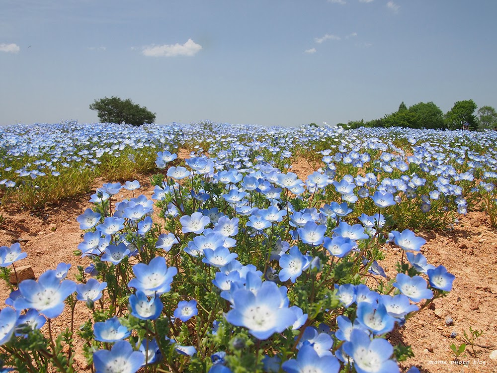 花夢の里ネモフィラ