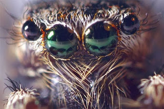 existencia araña gigante congoleña