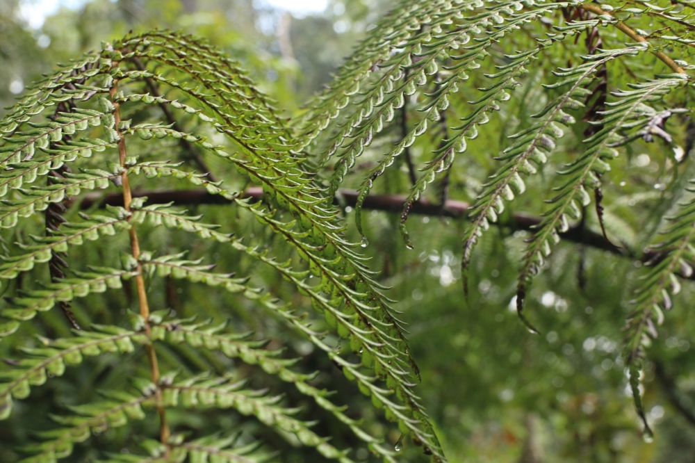 Ferns