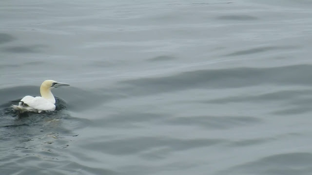 North Atlantic Ocean