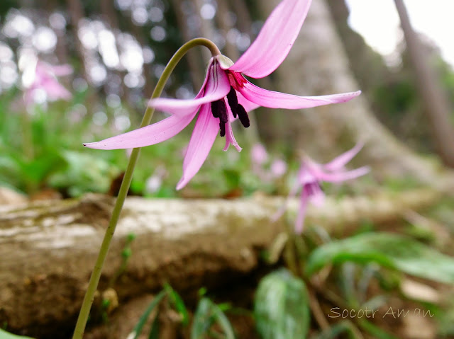 Erythronium japonicum