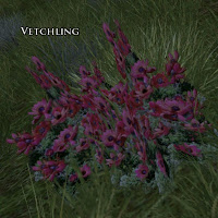 Vetchling