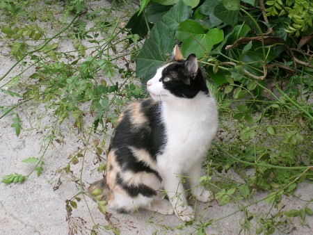 Gata