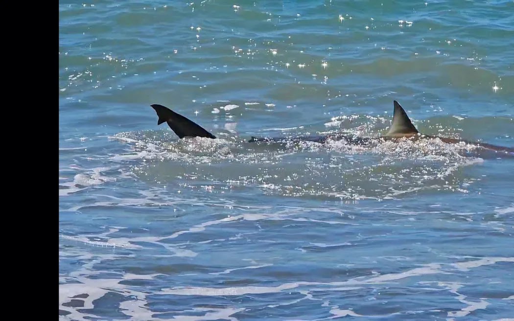 Carrington cho biết con cá mập đang "nghỉ ngơi" ở bãi biển Whirinaki, một địa điểm nổi tiếng với những người câu cá.