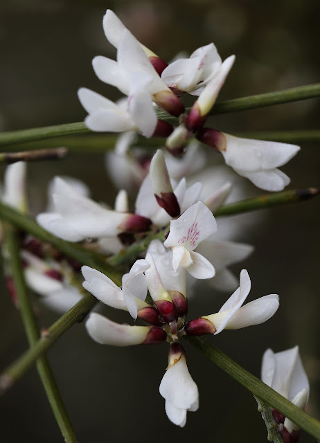 Retama de flor blanca (Retama monosperma)