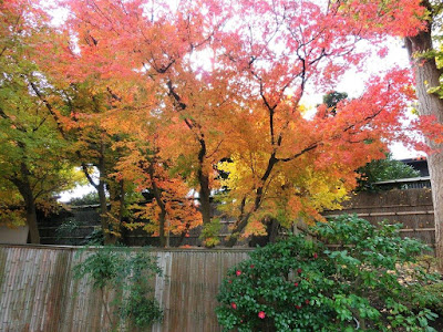 鶴岡八幡宮の紅葉