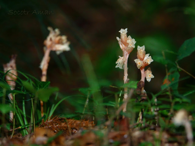 Monotropa hypopithys