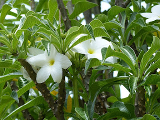 Frangipanier pudique - Bouquet de mariée - Plumeria pudica