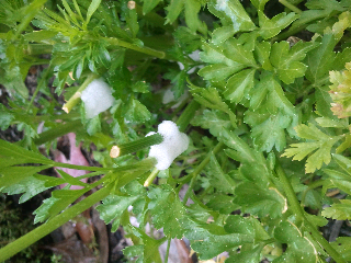 Photo: Spittle bug hiding in "foam" or "spittle"