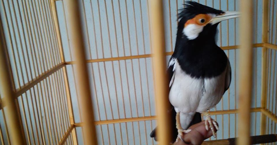 Harga Burung Di Bogor - Jual Burung bogor - Work On The 