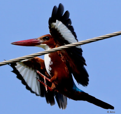 "White-throated Kingfisher - Halcyon smyrnensis,landing on a wire."