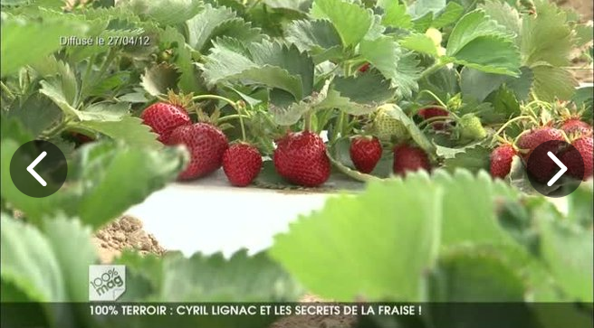 Cyril Lignac et les secrets de la fraise ! 
