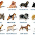 every thing about Dogs general information