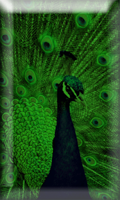 Peacock 3D LiveWP