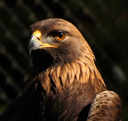 golden eagle head. Each had a Bald eagle head on