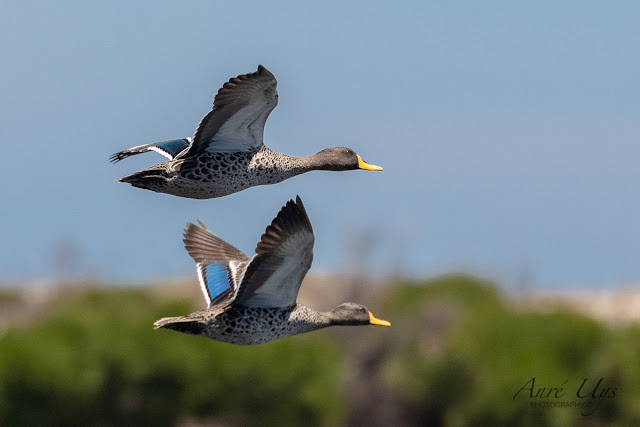 Yellow-Billed Ducks in flight Milnerton