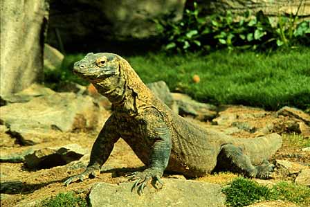 pulau komodo adalah sebuah pulau yang terletak di kepulauan nusa 