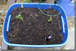 Sub-irrigated planter SIP #2