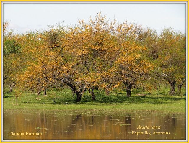 Acacia caven Espinillo Aromito