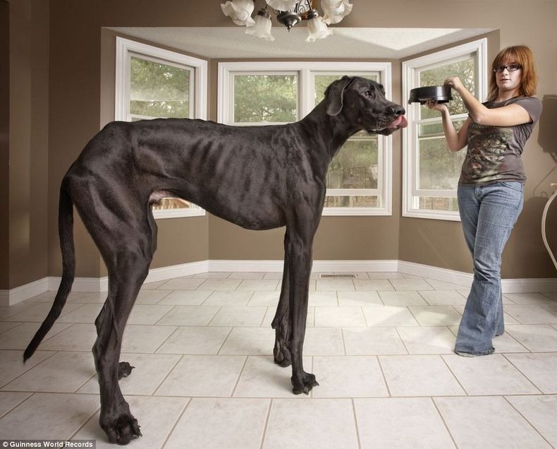 New Entries To The Guinness World Records 13 Amusing Planet