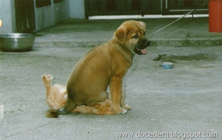 cachorro sentado