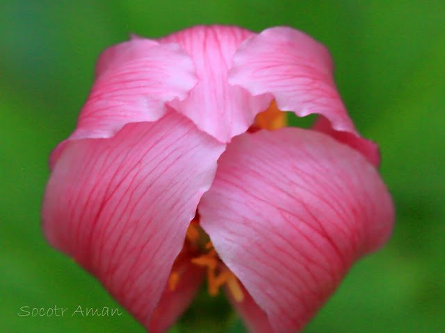 Paeonia obovata