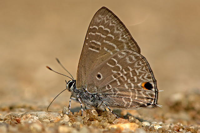 Anthene lycaenina the Pointed Ciliate Blue