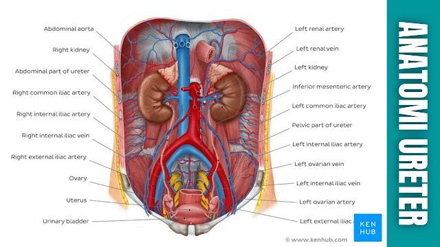 Anatomi Ureter Pada Manusia Ureter adalah dua tabung tebal yang berfungsi untuk mengangkut urin dari ginjal ke kandung kemih. Panjangnya kira-kira 25 cm dan terletak bilateral, dengan masing-masing ureter mengalirkan satu ginjal.  Anatomi Ureter Ureter muncul di perut atau abdomen sebagai kelanjutan dari panggul ginjal, dan berakhir di rongga panggul yang di mana ureter ini bermuara ke dalam kandung kemih.  Oleh karena itu, perjalanan anatomi ureter dapat dibagi menjadi komponen perut atau abdominal dan panggul atau pelvic.  Bagian Perut atau Abdominal Ureter muncul dari pelvis ginjal – struktur seperti corong yang terletak di dalam hilus ginjal. Pelvis ginjal menerima urin dari kaliks mayor. Titik di mana pelvis ginjal menyempit untuk membentuk ureter dikenal sebagai ureteropelvic junction.  Setelah keluar dari ureteropelvic junction, ureter turun melalui abdomen, sepanjang permukaan anterior psoas mayor. Di sini, ureter adalah struktur retroperitoneal (terletak di belakang peritoneum).  Di daerah sendi sakroiliaka, ureter melintasi pinggiran panggul atau pelvic brim, sehingga memasuki rongga panggul atau pelvic cavity. Pada titik ini, mereka juga melintasi bifurkasi arteri iliaka umum.  Bagian Panggul atau Pelvic Begitu berada di dalam rongga panggul atau pelvic cavity, ureter berjalan menuruni dinding panggul lateral. Pada tingkat spina iskiadika, mereka berputar secara anteromedial, bergerak dalam bidang melintang menuju kandung kemih.  Setelah mencapai dinding kandung kemih, ureter menembus aspek lateralnya secara miring. Ini menciptakan katup satu arah, di mana tekanan intramural yang tinggi meruntuhkan ureter – mencegah aliran balik urin.    Pasokan Neurovaskular Ureter Ureter adalah struktur yang berkembang melalui tunas ureter dari duktus mesonefrik, dan kemudian mengikuti ginjal selama naik ke posisi lumbal akhir di retroperitoneum.  Jalur menaik yang panjang ini memungkinkan ureter memperoleh pembuluh darah (arteri, vena, dan pembuluh limfe) dari asal yang berbeda selama rutenya. Pasokan arteri ke ureter dapat dibagi menjadi suplai perut atau abdominal dan panggul atau pelvic :  Abdominal Arteri ginjal, arteri testis / ovarium, dan cabang ureter langsung dari aorta perut. Pelvis atau Pelvic Arteri vesikalis superior dan inferior.  Drainase vena dilakukan oleh pembuluh yang sesuai dengan arteri yang disebutkan di atas.  Pasokan saraf ke ureter disampaikan melalui pleksus ginjal, testis/ovarium dan hipogastrik. Serabut sensorik dari ureter memasuki medula spinalis pada T11-L2, dengan nyeri ureter yang mengarah ke area dermatom tersebut.    Nah itu dia bahasa dari anatomi ureter pada manusia. Melalui bahasan diatas bisa diketahui mengenai anatomi dari ureter pada pada manusia. Mungkin hanya itu yang bisa disampaikan di dalam artikel ini, mohon maaf bila terjadi kesalahan di dalam penulisan, dan terimakasih telah membaca artikel ini."God Bless and Protect Us"  Referensi : teachmeanatomy.info