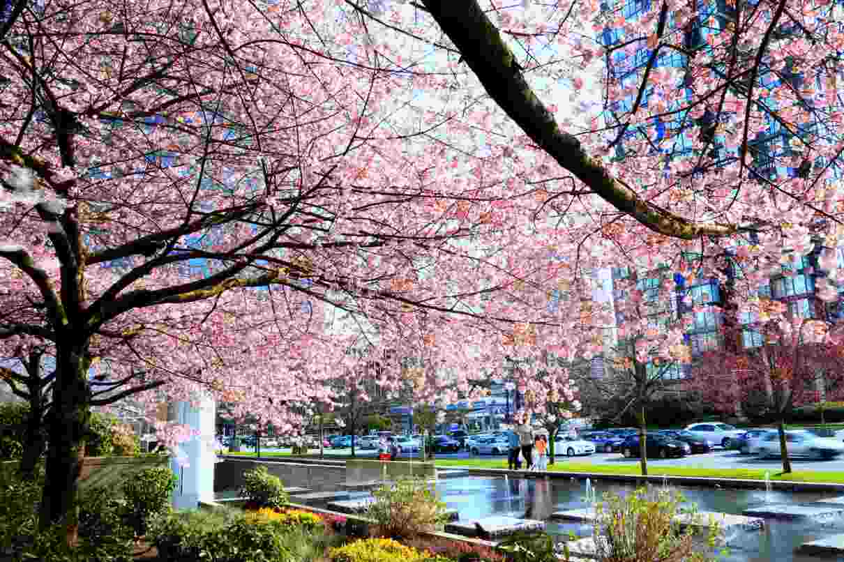  Gambar  Wallpaper Bunga  Sakura  Jepang Gudang Wallpaper