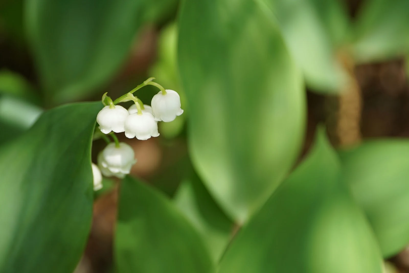 A5100とtouit 2 8 50mの初夏の晴れた公園の花々の撮り歩きの五つの作例