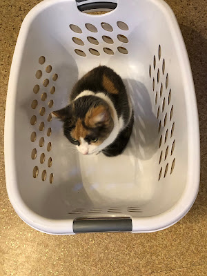 calico cat inside empty laundry basket