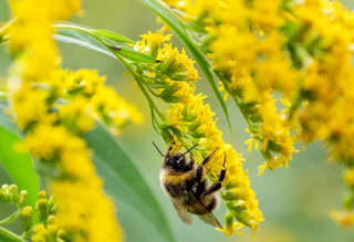 Decoding Colony Collapse Disorder A Gardener's Guide to Protecting Honeybees and Food Crops