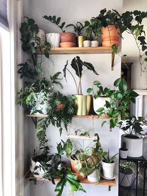 indoor plant wall for small spaces