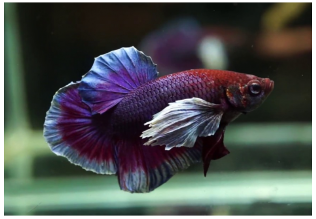 Betta Fish