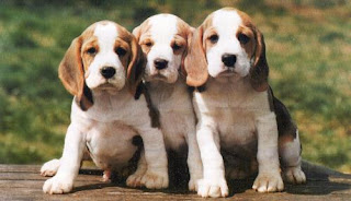 Beagle Dogs Wallpapers