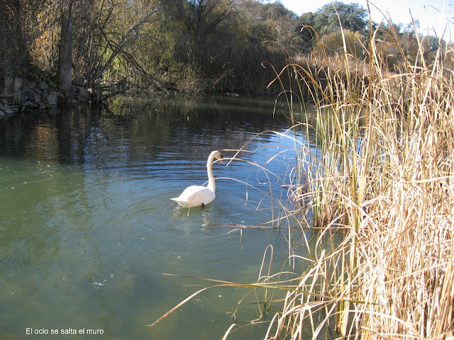 cisne blanco