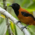 Pitohui Burung Beracun Dari Papua