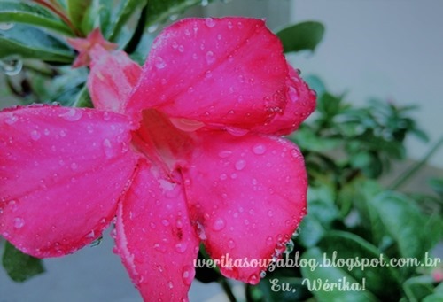 flor na chuva_thumb[12]