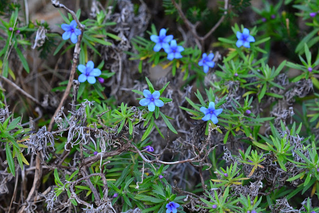 Glandora rosmarinifolia