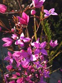 Floral Delights