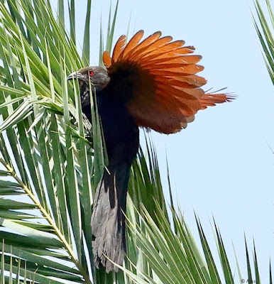 "Great Cormorant - Phalacrocorax carbo, landing on date palm tree."