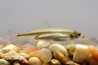 Delta Smelt