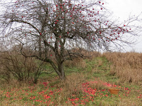 apple tree