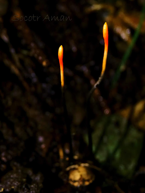 Ophiocordyceps nutans