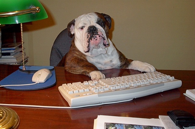 Funny British Bulldog Pictures : Like A Boss