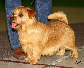 Norfolk Terrier Small Dog Breed pictures