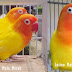 Mengenal Jenis-Jenis Warna Lovebird