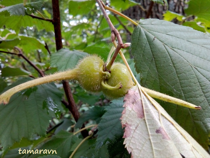 Лещина маньчжурская (Corylus mandshurica, =Corylus sieboldiana var. mandshurica)